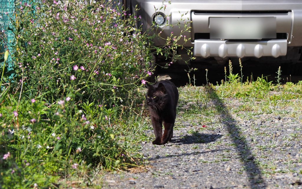 canada black male cat
