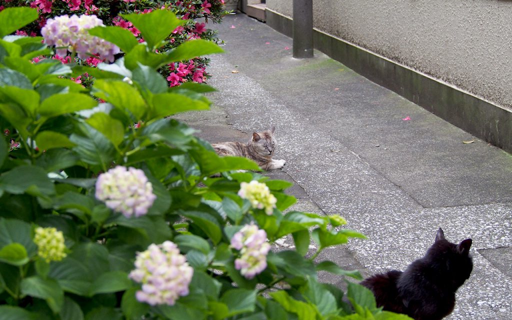 猫と花　手前アカシ奥銀