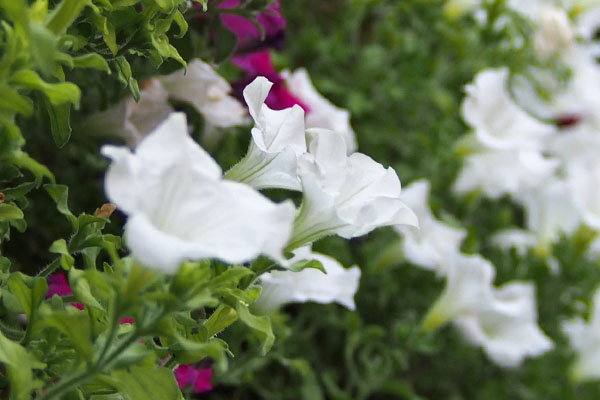 flowers on the wall