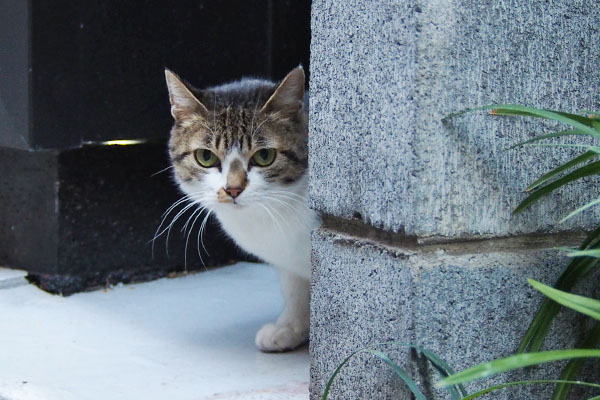 別の日のさくら　壁チラ