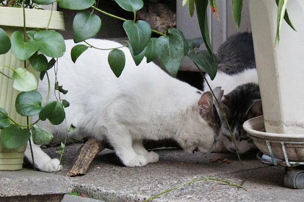 果敢に食べるオーロラ