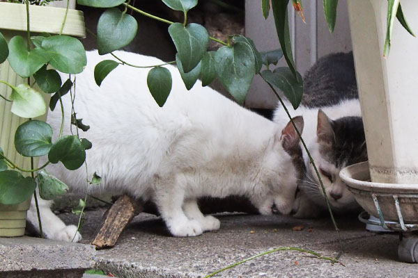 珍しくケイが押されている