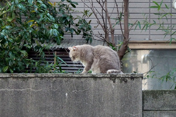 グリ見つけた