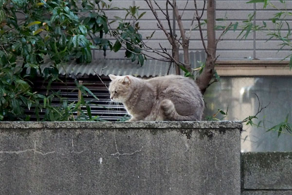 こちらに気付かない　グリ