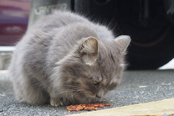 食べる　マフ