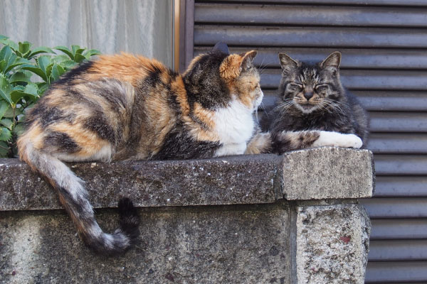 オトワとタッチ向かい合わせ