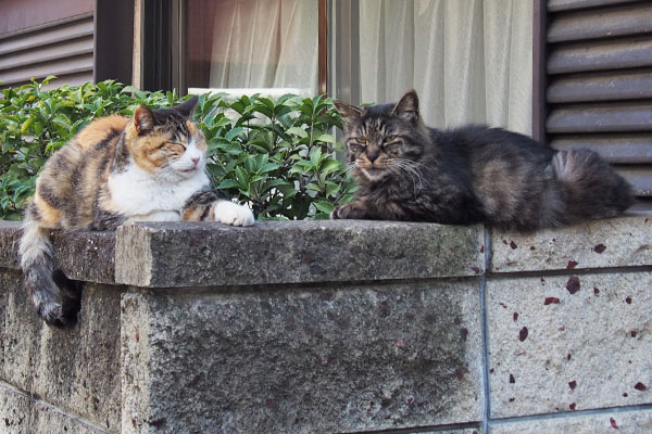 タッチーカメラ目線オトワ無視