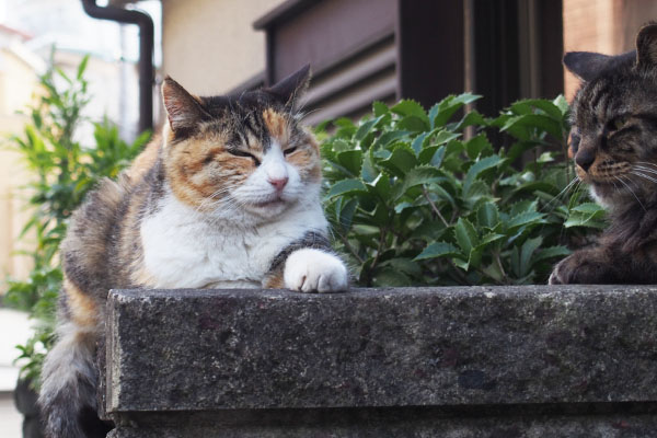 オトワにゃん