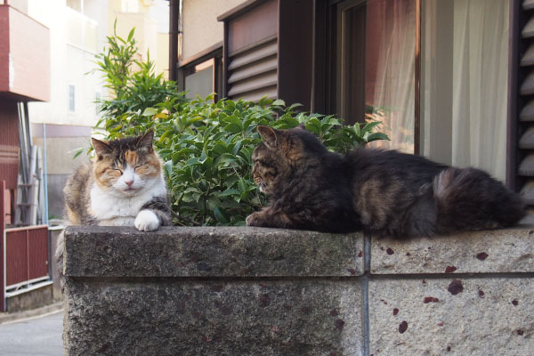 うざいにゃね　タッチーとオトワ