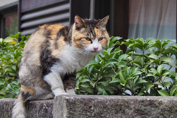 塀の上のオトワ　遠く見る