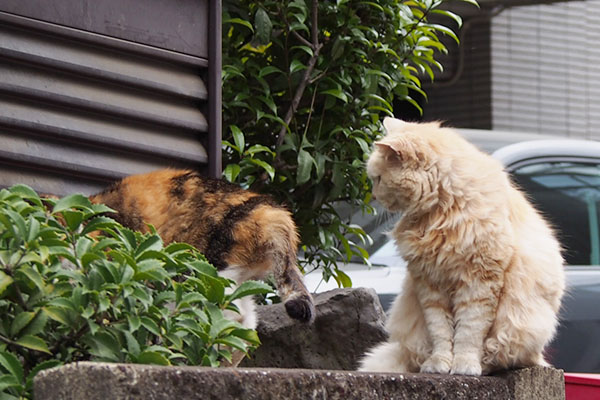 チラ見するナリコマ君