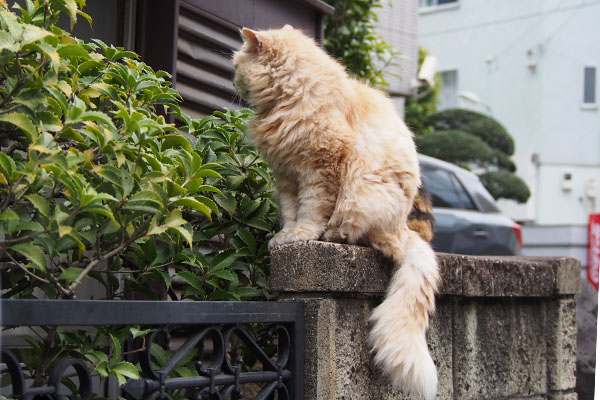 端っこに移動したナリコマ君端っこに移動したナリコマ君