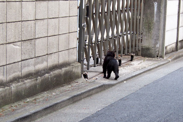 黒猫の後ろ姿　フェンス前