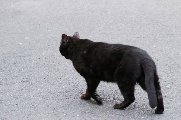 むっちりボディ　ティアの後ろ姿