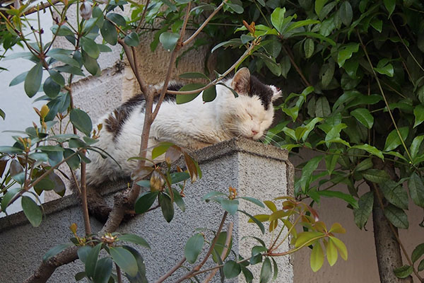 ちょっと前のめり　テル