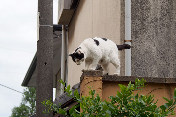 門柱から下を覗く　坊