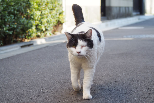 お顔撫でてにゃ　坊