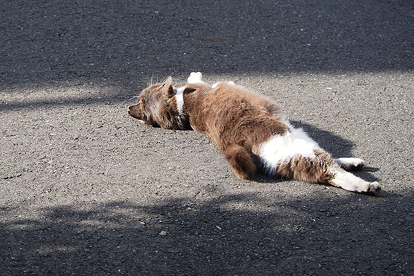 道路に出てすぐ転がるちびにゃん