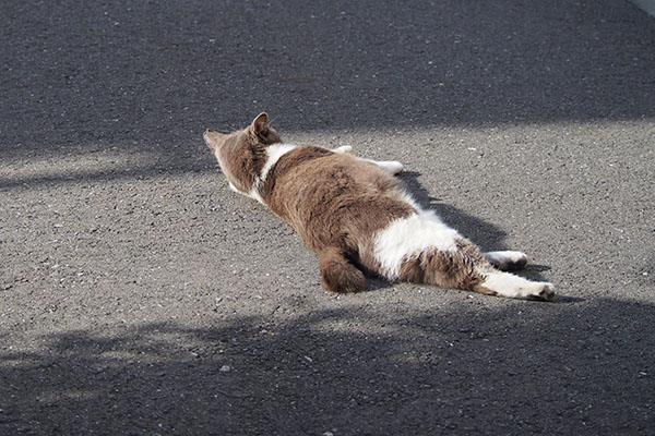 転がったまま静止するちびにゃん