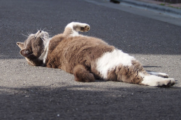 ころころ　ちびにゃん