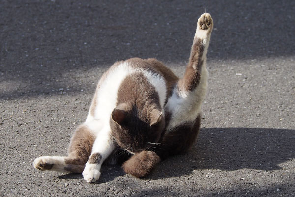 槍を立てる　ちびにゃん