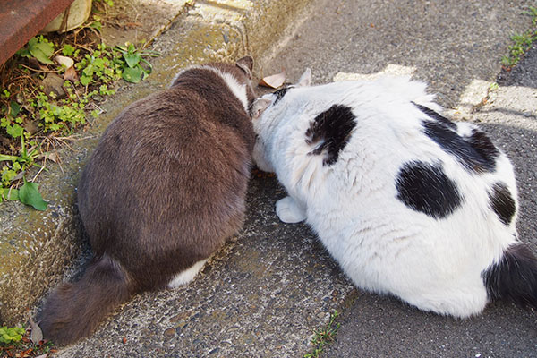 一緒に食べる坊とちびにゃん