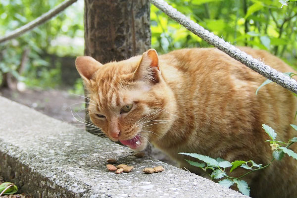 怖い顔で食べるアン