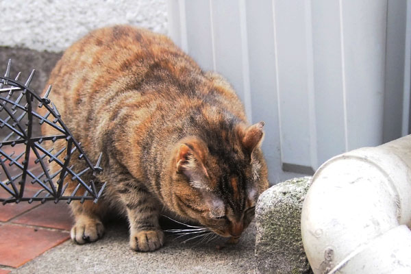 すぐ食べる　ヴェル