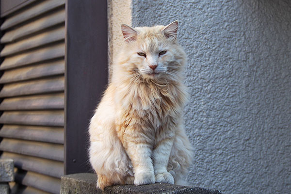 嫌と言っておろー　ナリコマ