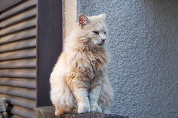 プイっと横向く　ナリコマ