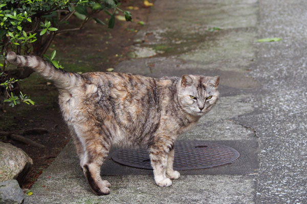 振り返る顔がカッコイイ銀