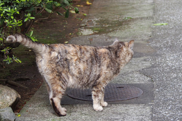 立ち上がる銀の背中