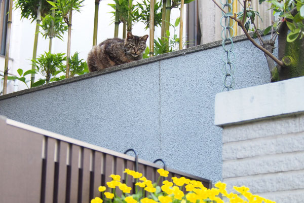 途中にマール　黄色い花と