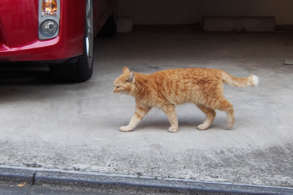ジル　すんすん歩く
