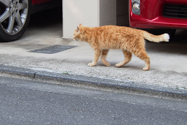 ジル　後ろ足痩せた感じ