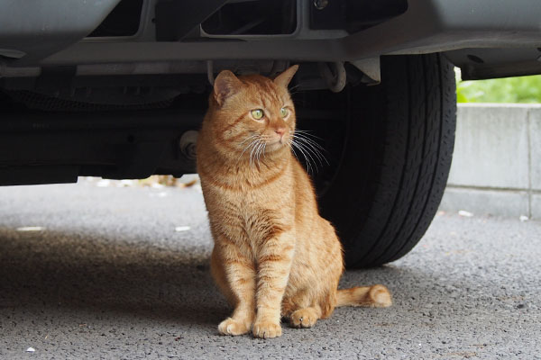 車の下でシャキーン　トト