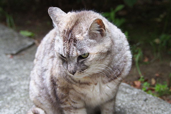 ちょっと照れる銀