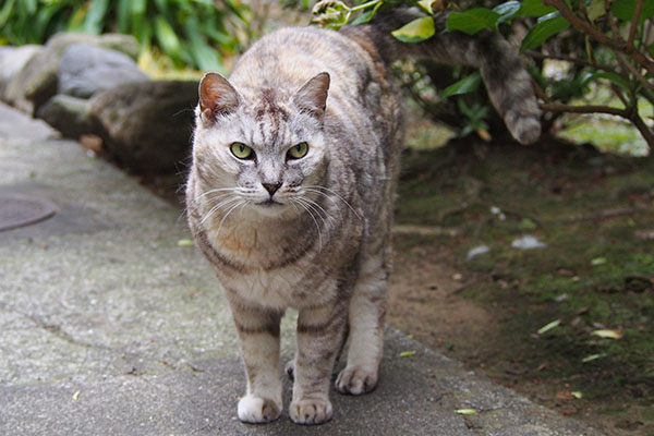 自然な顔の銀