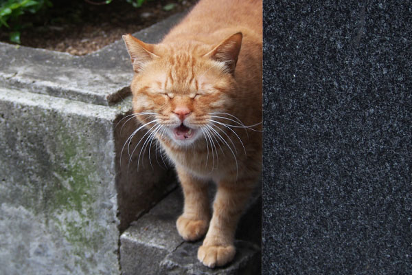 カブの面白い顔