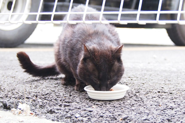 遅れて　ティア食べる