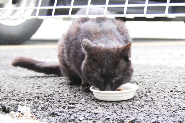 マフをみながら食べるティア