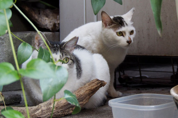 ケイとオーロラ　同じ方向を見る