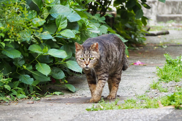 出て来たタビッツ