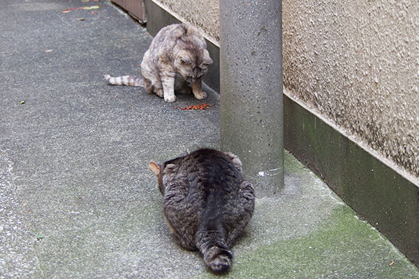 銀とタビッツ　食べる