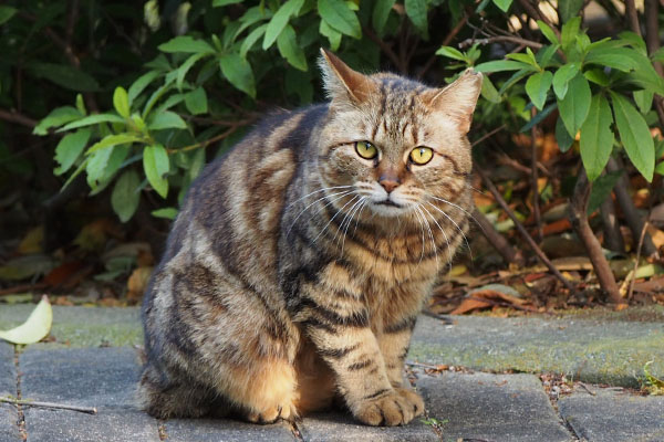 クラタン　まっすぐ見る