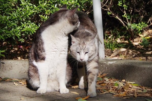 横をすり抜けるクロム