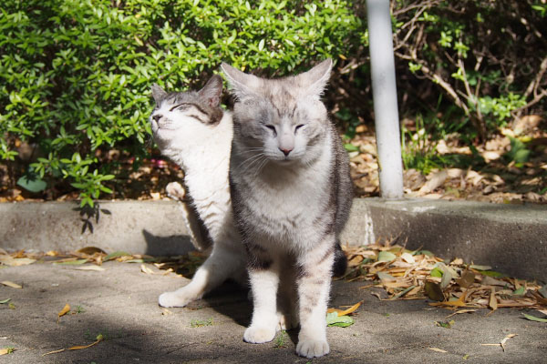 イカ耳クロムとカキカキタンタル