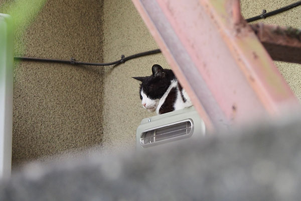 ニコル　給湯器上