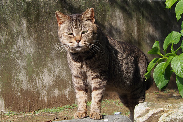 タビッツ戻ったにゃ