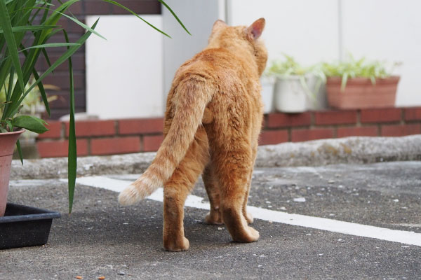 お散歩行くにゃジンの後ろ姿